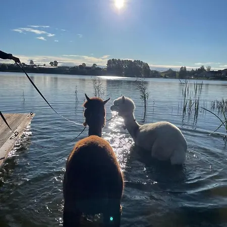 شقة Kaszuby Seliraj Gospagro Alpaki,dwa Pokoje-niezaleznie Wejscie *