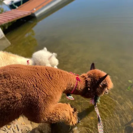 Kaszuby Seliraj Gospagro Alpaki,dwa Pokoje-niezaleznie Wejscie شقة