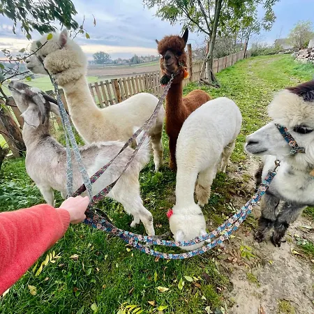 Kaszuby Seliraj Gospagro Alpaki,dwa Pokoje-niezaleznie Wejscie * Dzierzazno
