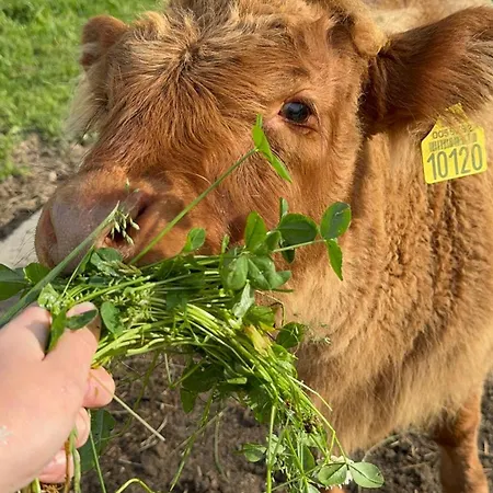 Kaszuby Seliraj Gospagro Alpaki,dwa Pokoje-niezaleznie Wejscie شقة