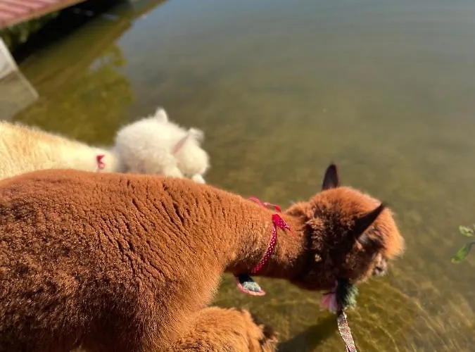 Kaszuby Seliraj Gospagro Alpaki,dwa Pokoje-niezaleznie Wejscie Apartment