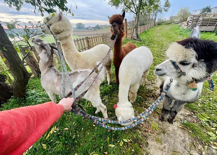 Kaszuby Seliraj Gospagro Alpaki,dwa Pokoje-niezaleznie Wejscie * Dzierzazno