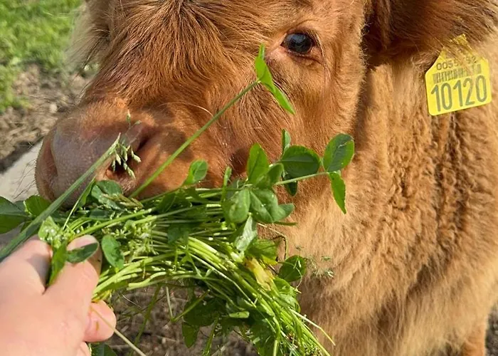 Kaszuby Seliraj Gospagro Alpaki,dwa Pokoje-niezaleznie Wejscie Apartment